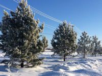 Заснеженные ели в коттеджном поселке Малиновые вечера