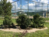 Зеленые насаждения около спортивной площадки в коттеджном поселке Малиновые вечера